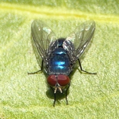 Lucilia sp. (genus) at Alstonville, NSW - 31 Jul 2024 by Hejor1