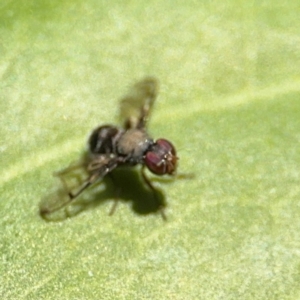 Pogonortalis doclea at Alstonville, NSW - 31 Jul 2024 09:29 AM