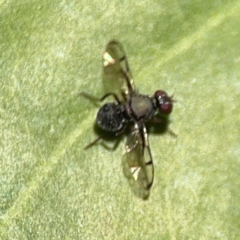 Pogonortalis doclea at Alstonville, NSW - 31 Jul 2024 09:29 AM