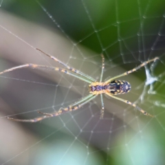 Leucauge dromedaria (Silver dromedary spider) at Alstonville, NSW - 31 Jul 2024 by Hejor1