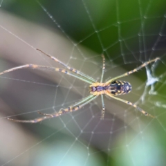 Leucauge dromedaria at Alstonville, NSW - 31 Jul 2024 by Hejor1