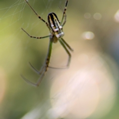 Leucauge dromedaria at Alstonville, NSW - 31 Jul 2024 09:26 AM