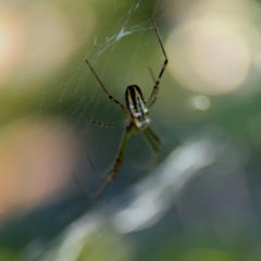 Leucauge dromedaria at Alstonville, NSW - 31 Jul 2024 09:26 AM
