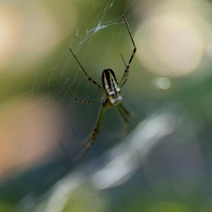 Leucauge dromedaria at Alstonville, NSW - 31 Jul 2024 09:26 AM