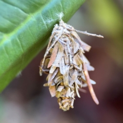 Hyalarcta huebneri at Alstonville, NSW - 30 Jul 2024 by Hejor1