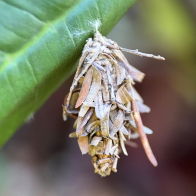 Hyalarcta huebneri at Alstonville, NSW - 31 Jul 2024 by Hejor1