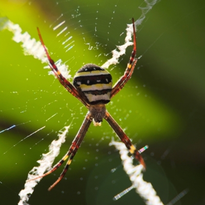 Argiope sp. (genus) at Alstonville, NSW - 31 Jul 2024 by Hejor1