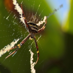 Argiope (genus) at Alstonville, NSW - 31 Jul 2024 09:15 AM