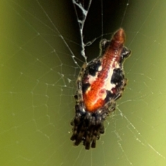 Cyclosa sp. (genus) at Alstonville, NSW - 30 Jul 2024 by Hejor1