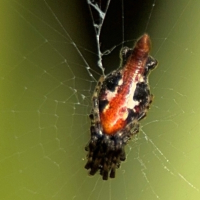 Cyclosa insulana (Brown Lobed Spider) at Alstonville, NSW - 31 Jul 2024 by Hejor1