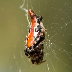 Cyclosa insulana at Alstonville, NSW - 31 Jul 2024 09:12 AM