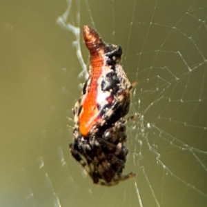 Cyclosa insulana at Alstonville, NSW - 31 Jul 2024 09:12 AM