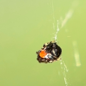Cyclosa insulana at Alstonville, NSW - 31 Jul 2024 09:12 AM