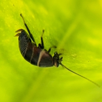 Ellipsidion sp. (genus) (A diurnal cockroach) at Alstonville, NSW - 30 Jul 2024 by Hejor1