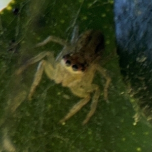Salticidae (family) at Alstonville, NSW - 31 Jul 2024 09:05 AM