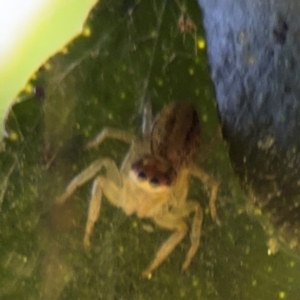 Salticidae (family) at Alstonville, NSW - 31 Jul 2024 09:05 AM