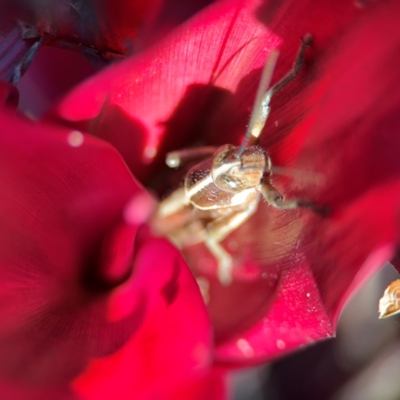 Valanga irregularis at Alstonville, NSW - 30 Jul 2024 by Hejor1