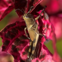 Valanga irregularis at Alstonville, NSW - 31 Jul 2024 08:46 AM