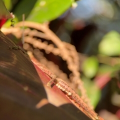 Valanga irregularis at Alstonville, NSW - 31 Jul 2024 08:46 AM