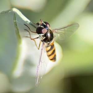 Melangyna sp. (genus) at Alstonville, NSW - 31 Jul 2024 08:43 AM