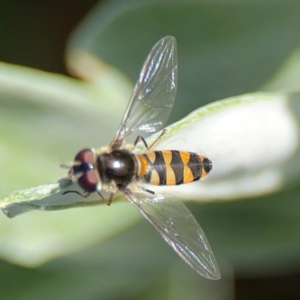 Melangyna sp. (genus) at Alstonville, NSW - 31 Jul 2024 08:43 AM