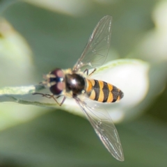 Melangyna sp. (genus) at Alstonville, NSW - 31 Jul 2024 08:43 AM