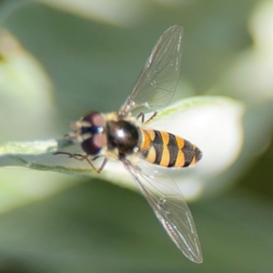 Melangyna sp. (genus) at Alstonville, NSW - 31 Jul 2024 08:43 AM