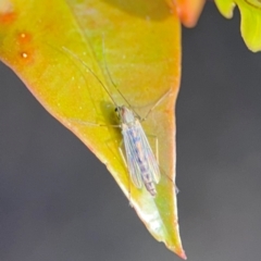 Chironomidae (family) at Alstonville, NSW - 30 Jul 2024 by Hejor1