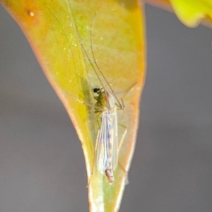 Chironomidae (family) at Alstonville, NSW - 31 Jul 2024 08:34 AM