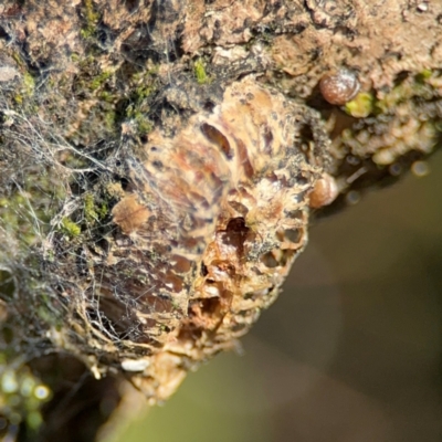 Orthodera (genus) at Alstonville, NSW - 31 Jul 2024 by Hejor1