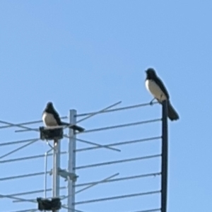 Rhipidura leucophrys at Alstonville, NSW - 31 Jul 2024