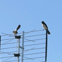 Rhipidura leucophrys at Alstonville, NSW - 31 Jul 2024