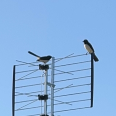 Rhipidura leucophrys at Alstonville, NSW - 31 Jul 2024 08:33 AM