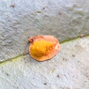 Coccidae sp. (family) at Alstonville, NSW - 31 Jul 2024 08:32 AM