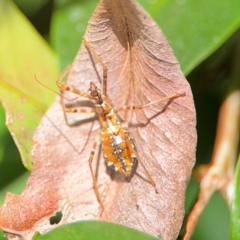 Pristhesancus plagipennis (Bee Killer Assassin Bug) at Alstonville, NSW - 31 Jul 2024 by Hejor1