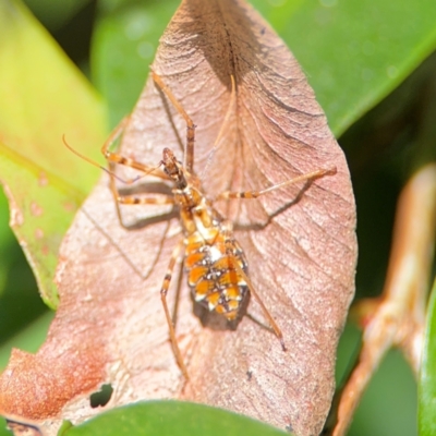 Reduviidae (family) (An assassin bug) at Alstonville, NSW - 31 Jul 2024 by Hejor1