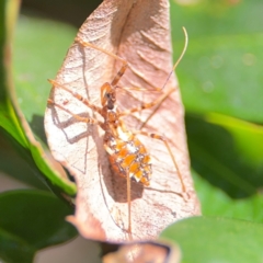 Reduviidae (family) at Alstonville, NSW - 31 Jul 2024 08:31 AM