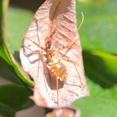 Pristhesancus plagipennis at Alstonville, NSW - 31 Jul 2024 08:31 AM