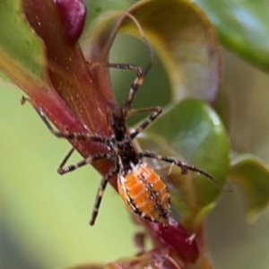 Reduviidae (family) at Alstonville, NSW - 31 Jul 2024 08:31 AM