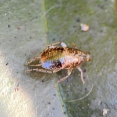 Blattidae sp. (family) (Unidentified blattid cockroach) at Alstonville, NSW - 31 Jul 2024 by Hejor1