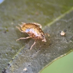 Blattidae sp. (family) at Alstonville, NSW - 31 Jul 2024