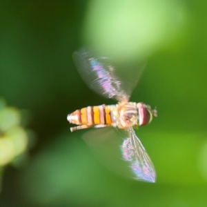 Episyrphus viridaureus at Alstonville, NSW - 31 Jul 2024 08:20 AM