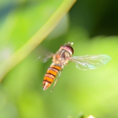 Episyrphus viridaureus at Alstonville, NSW - 31 Jul 2024