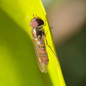 Episyrphus viridaureus at Alstonville, NSW - 31 Jul 2024