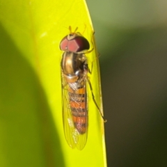 Episyrphus viridaureus at Alstonville, NSW - 31 Jul 2024