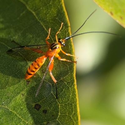 Ichneumonidae (family) at Alstonville, NSW - 30 Jul 2024 by Hejor1