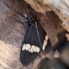 Nyctemera (genus) (A Tiger moth (Arctiini)?) at Alstonville, NSW - 30 Jul 2024 by Hejor1