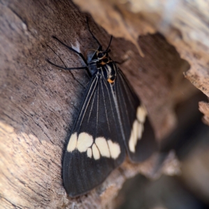 Nyctemera (genus) at Alstonville, NSW - 31 Jul 2024 08:15 AM