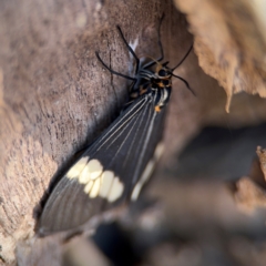 Nyctemera (genus) at Alstonville, NSW - 31 Jul 2024 08:15 AM