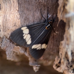 Nyctemera (genus) at Alstonville, NSW - 31 Jul 2024